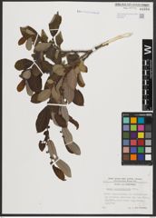 Foto von Salix appendiculata Vill.